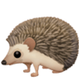 Hedgehog - Facebook