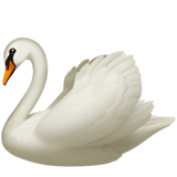 Swan