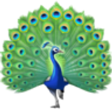 Peacock - Facebook