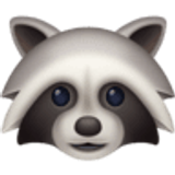 Raccoon - Facebook
