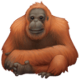 Orangutan - Facebook