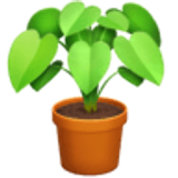 Potted plant - Facebook