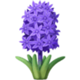 Hyacinth - Facebook