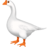 Goose - Facebook