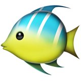 Colored fish