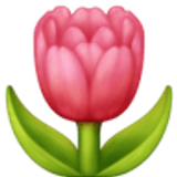Tulip - Facebook