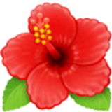 Hibiscus - Facebook