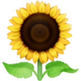 Sunflower - Facebook