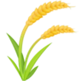 Sheaf of rice - Facebook