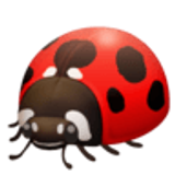 Lady beetle - Facebook