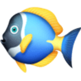 Tropical fish - Facebook