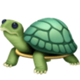 Turtle - Facebook