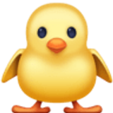 Front-facing baby chick - Facebook