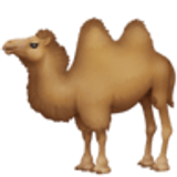 Two-hump camel - Facebook