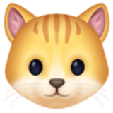 Cat face - Facebook