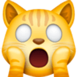 Weary cat - Facebook