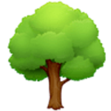 Deciduous tree - Facebook