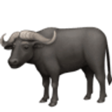 Water buffalo - Facebook