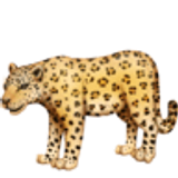 Leopard - Facebook