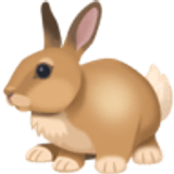 Rabbit - Facebook