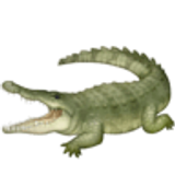 Crocodile - Facebook