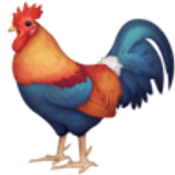 Rooster - Facebook