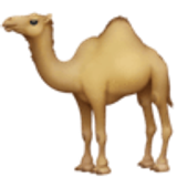 Camel - Facebook