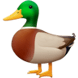Duck - Facebook