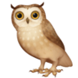 Owl - Facebook