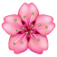 Pink cherry blossom Whatsapp U+1F338 Pink cherry blossom Whatsapp U+1F338