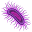Bacteria Whatsapp U+1F9A0 Bacteria Whatsapp U+1F9A0