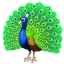 Peacock U+1F99A Peacock U+1F99A