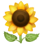 Sunflower emoji U+1F33B Sunflower emoji U+1F33B