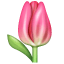 Tulip Emoji U+1F337 Tulip Emoji U+1F337